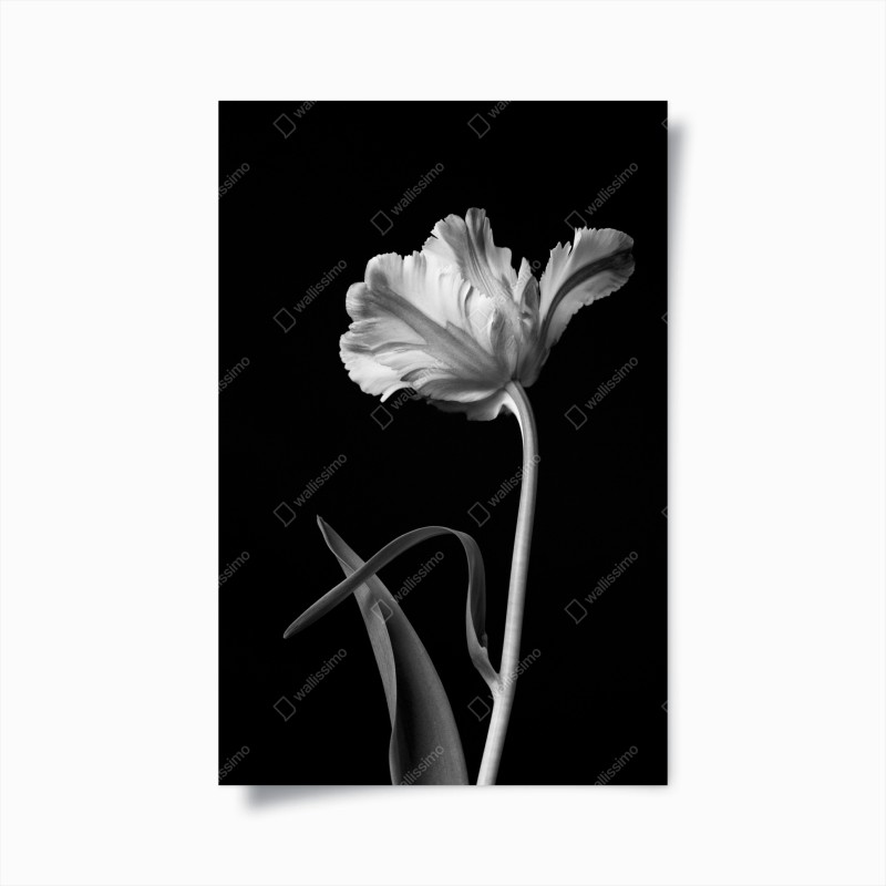 Poster elegante monochrome tulpe