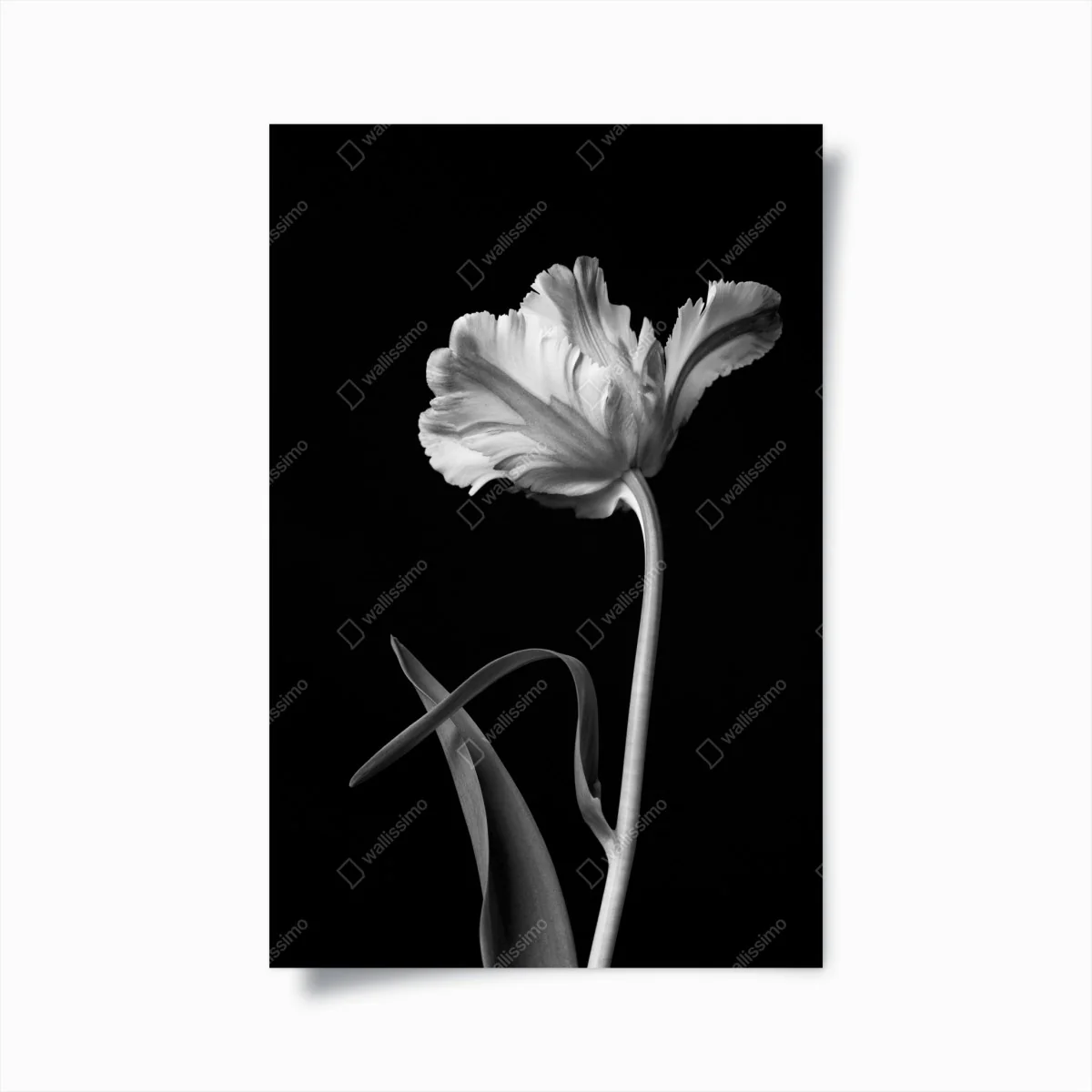 Poster elegante monochrome tulpe – Wallnifity®