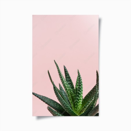 Poster grüner aloes auf rosa hintergrund – Wallnifity®