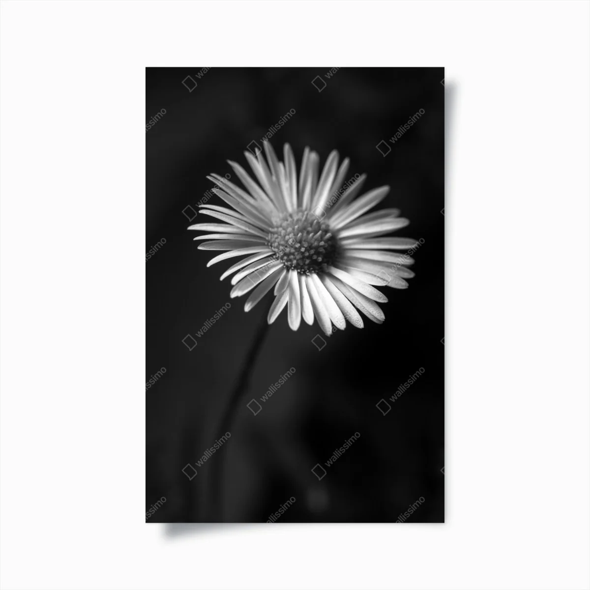 Poster monochromes gänseblümchen nahaufnahme – Wallnifity®