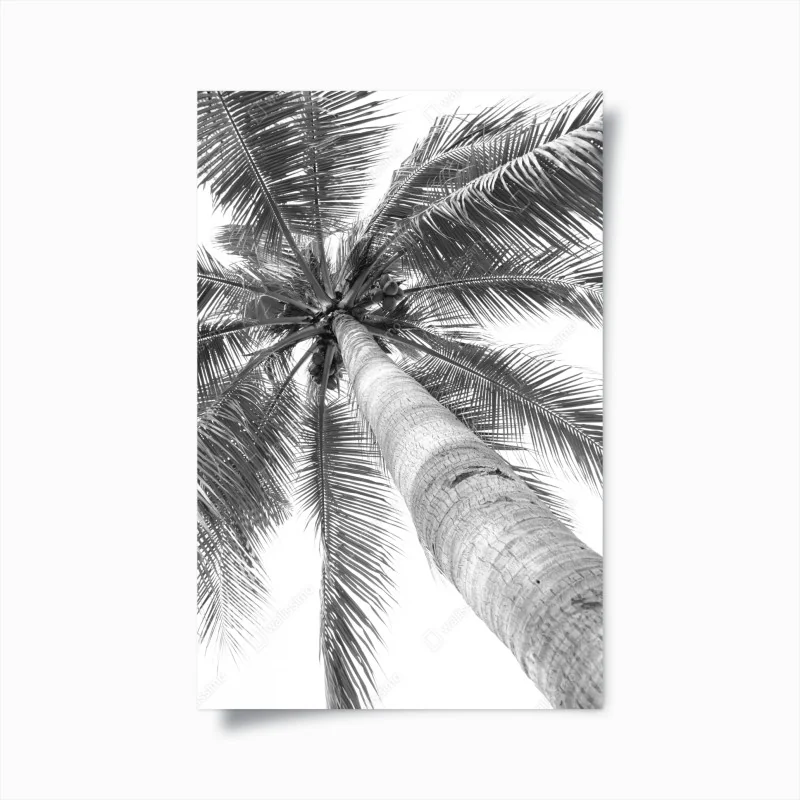 Poster monochrome palme aus der froschperspektive