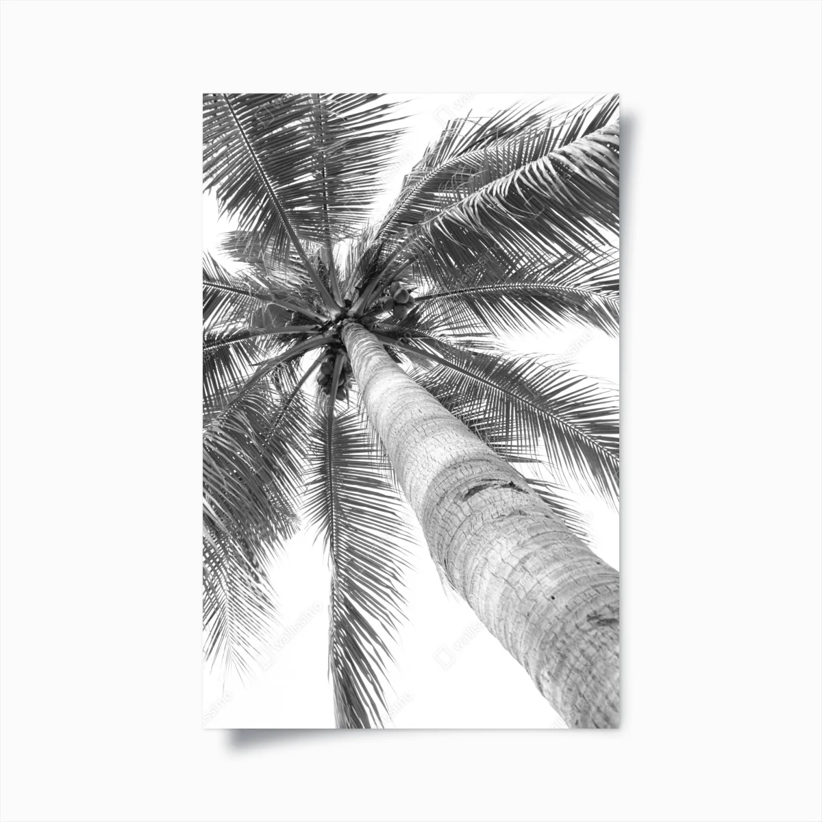 Poster monochrome palme aus der froschperspektive – Wallnifity® Poster monochrome palme aus der froschperspektive – Wallnifity®