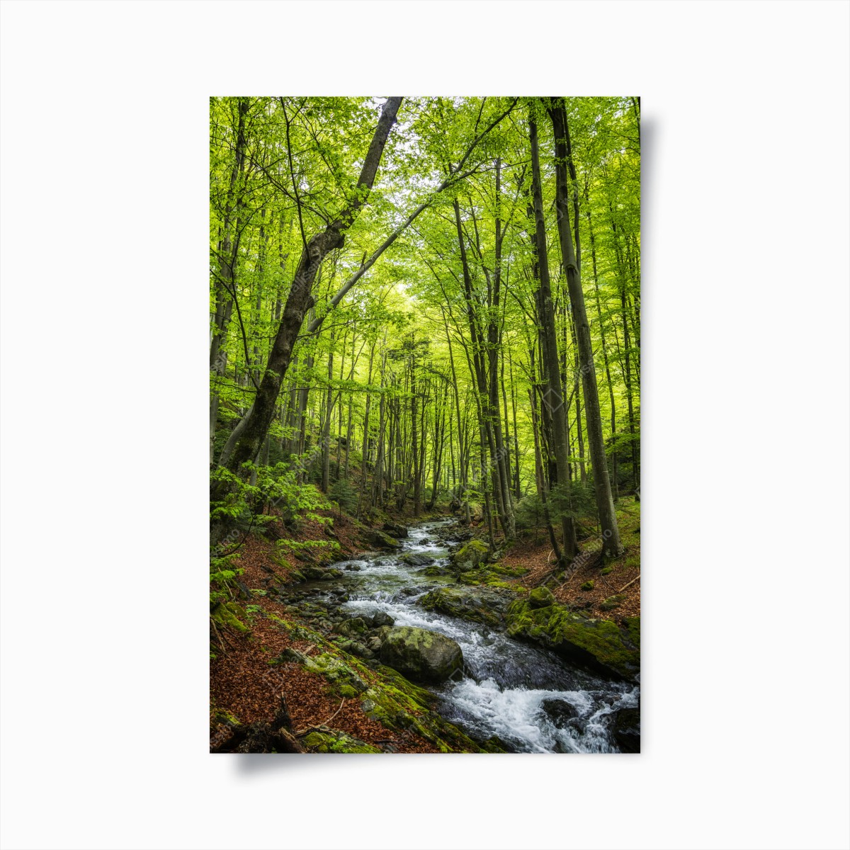 Poster ruhiger grüner waldbach – Wallnifity®