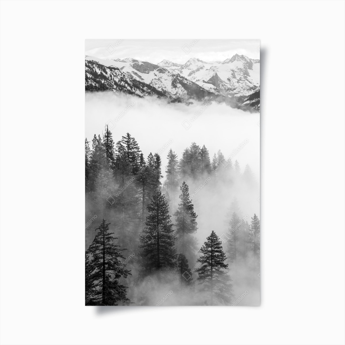 Poster nebliger Giant Forest, Sequoia National Park – Wallnifity®