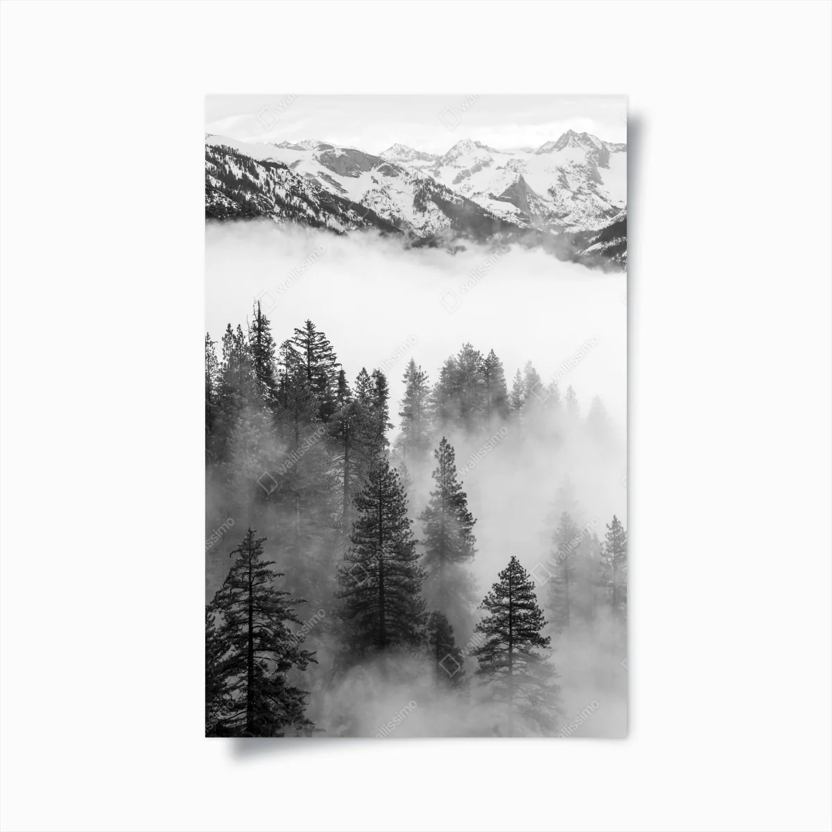 Poster nebliger Giant Forest, Sequoia National Park – Wallnifity® Poster nebliger Giant Forest, Sequoia National Park – Wallnifity®