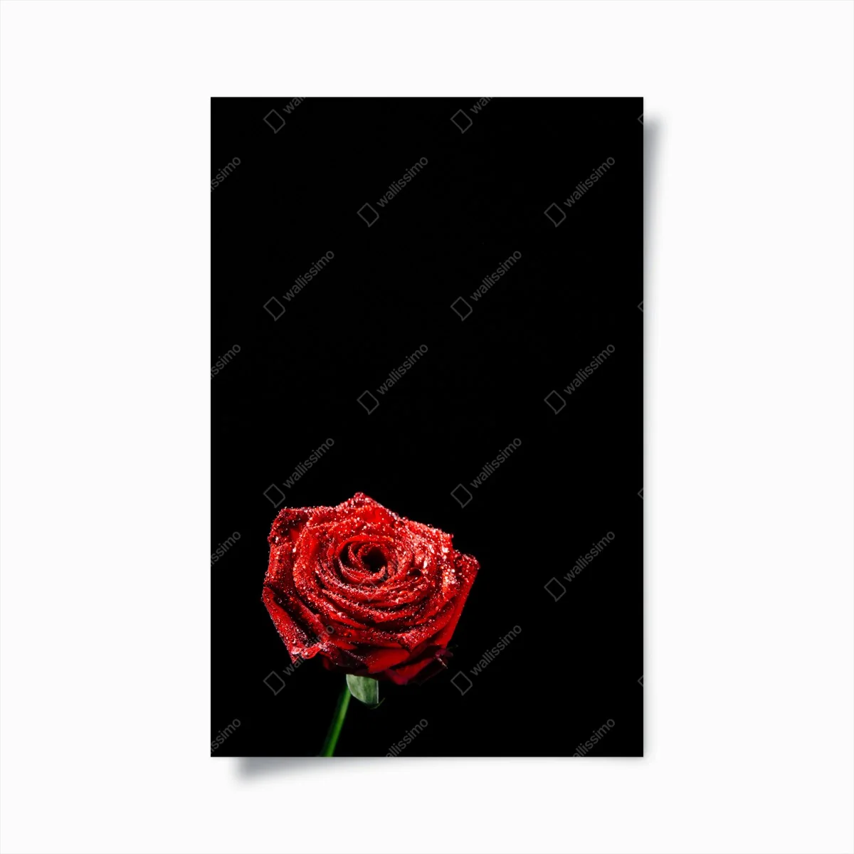 Poster rote rose mit tautröpfchen vor schwarzem hintergrund – Wallnifity®