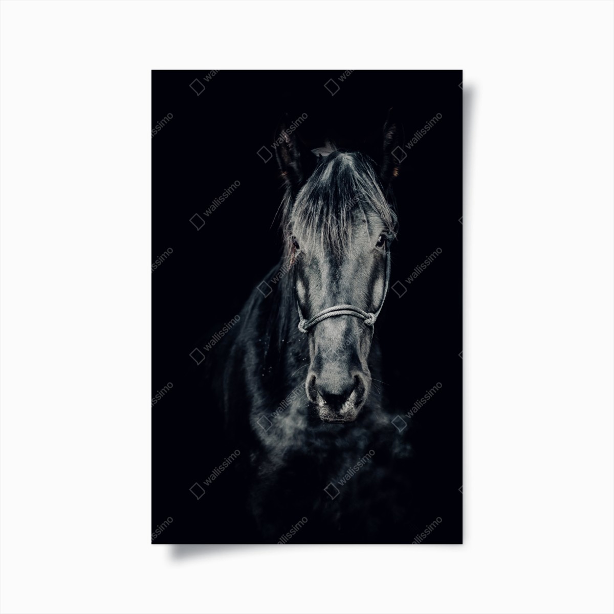 Poster majestätisches schwarzes pferdeporträt – Wallnifity®