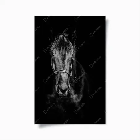 Poster dramatisches pferdeporträt in monochrom – Wallnifity®