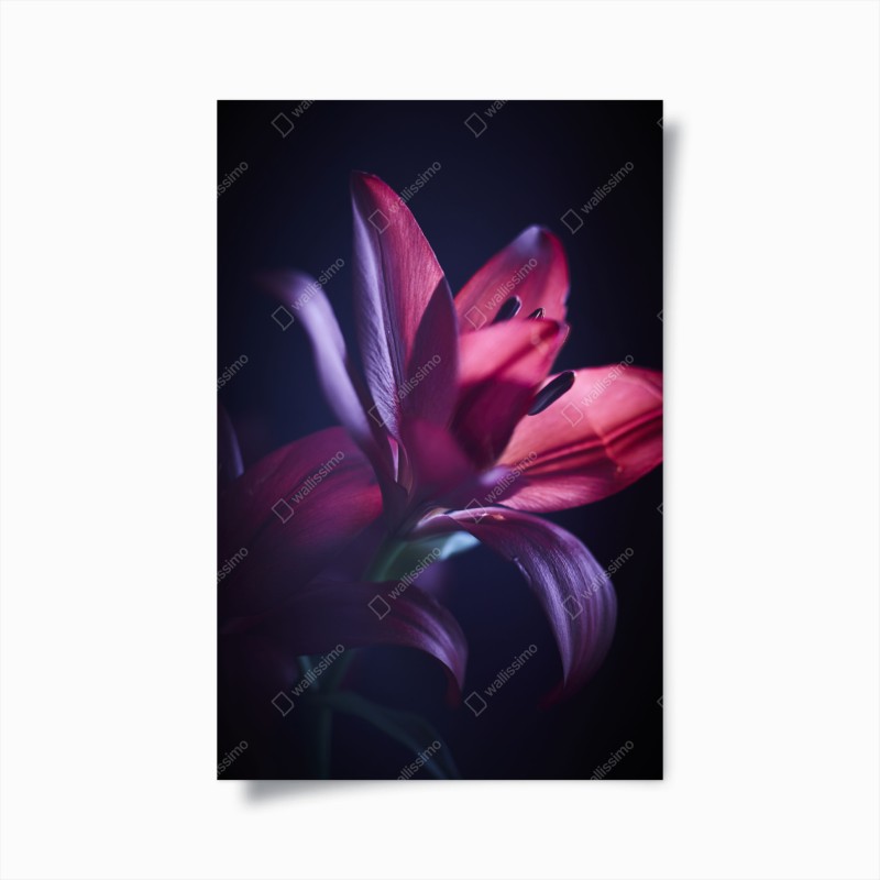 Poster monochrome feder mit wassertropfen – Wallnifity®