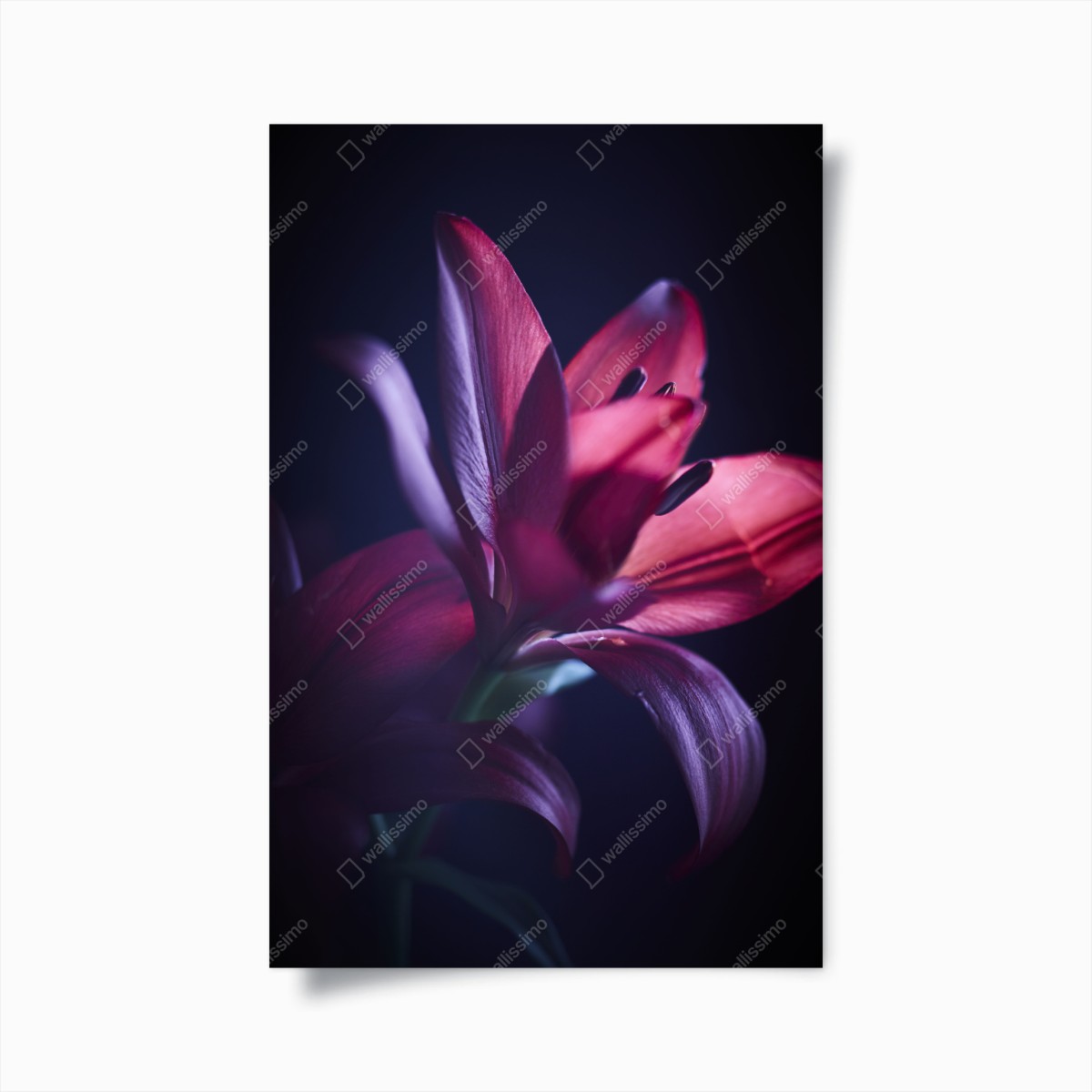 Poster rote lilie im halbdunkel – Wallnifity®