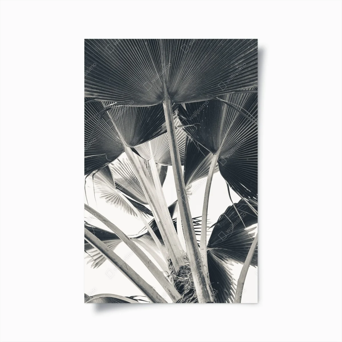 Poster tropische komposition von bananenblättern – Wallnifity® Poster tropische komposition von bananenblättern – Wallnifity®