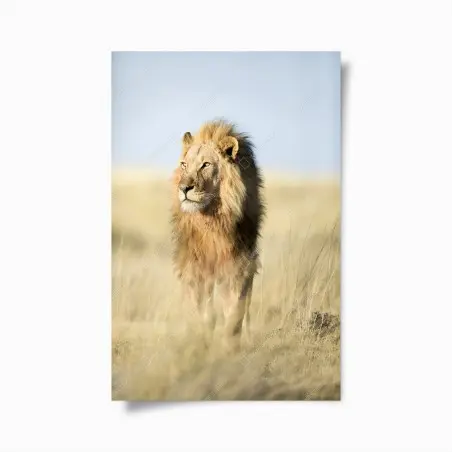 Poster majestätischer löwe in der steppe – Wallnifity®