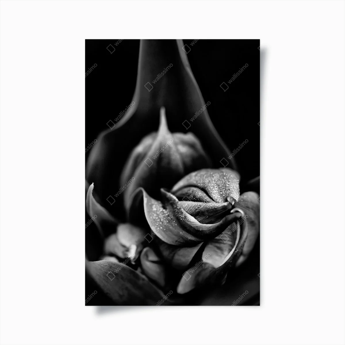 Poster monochrome nahaufnahme blüte mit tau – Wallnifity®