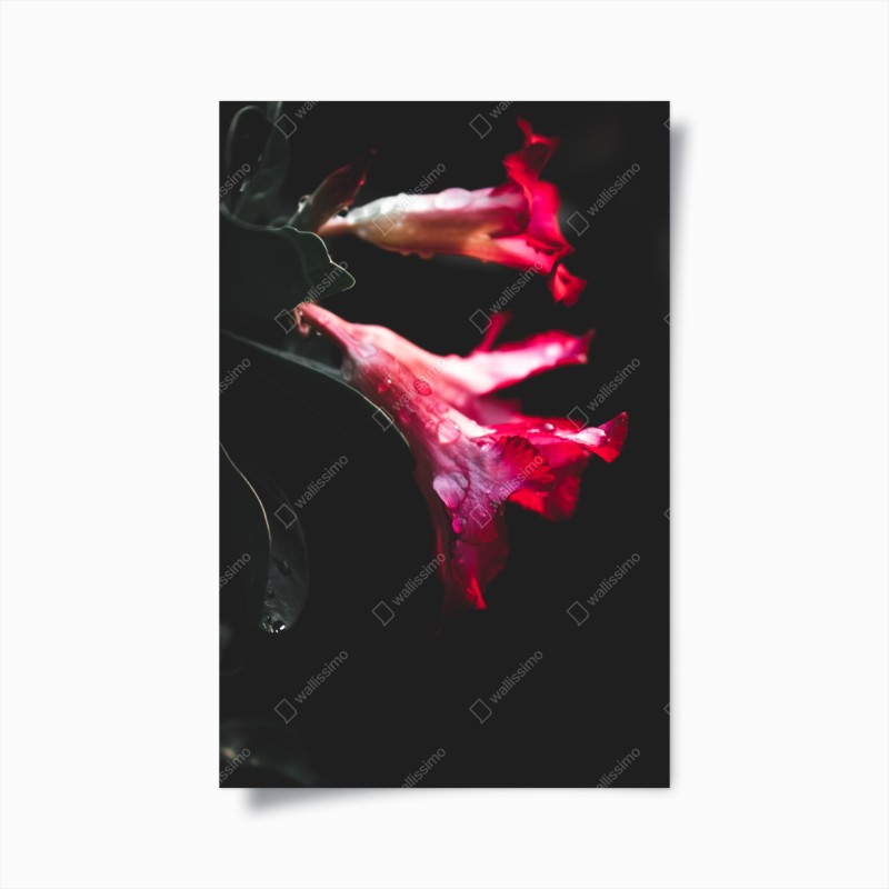 Poster elegantes anthurium vor rotem hintergrund – Wallnifity®