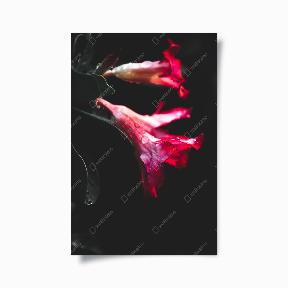 Poster rosa trompetenblume mit tau – Wallnifity®