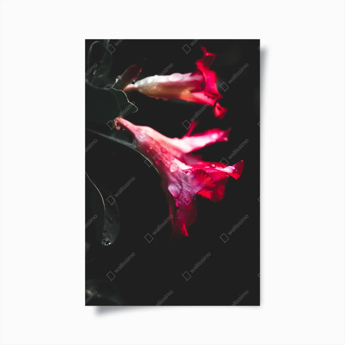 Poster rosa trompetenblume mit tau – Wallnifity® Poster rosa trompetenblume mit tau – Wallnifity®
