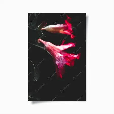 Poster rosa trompetenblume mit tau – Wallnifity®