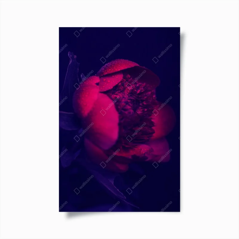 Poster anmutiges rosa flamingo-porträt – Wallnifity®