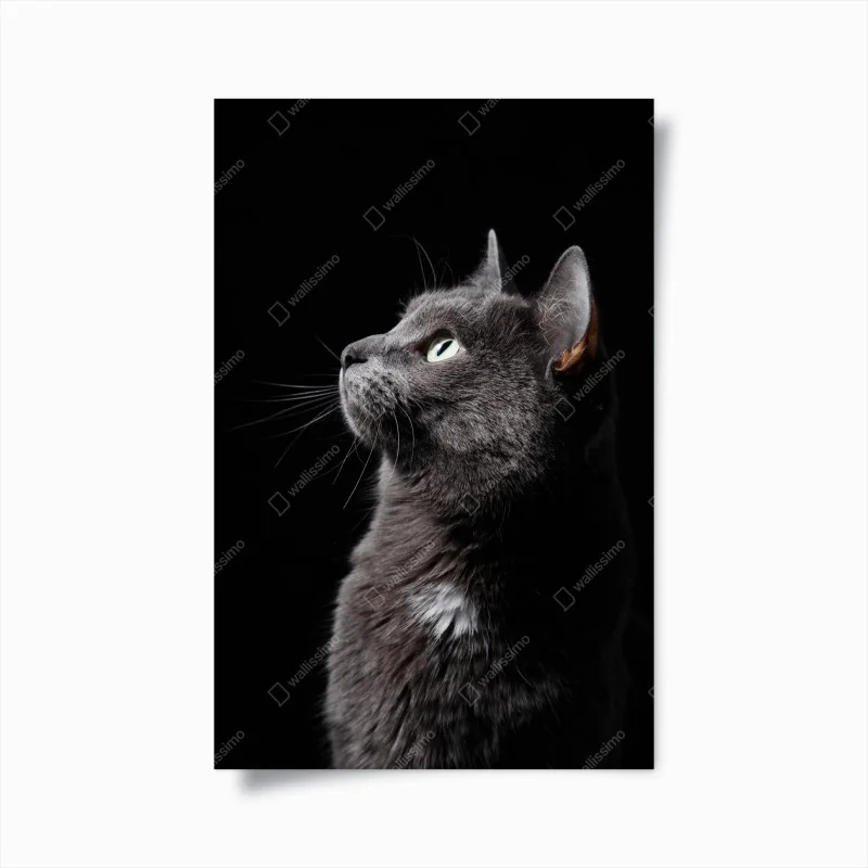 Poster elegantes porträt einer grauen katze