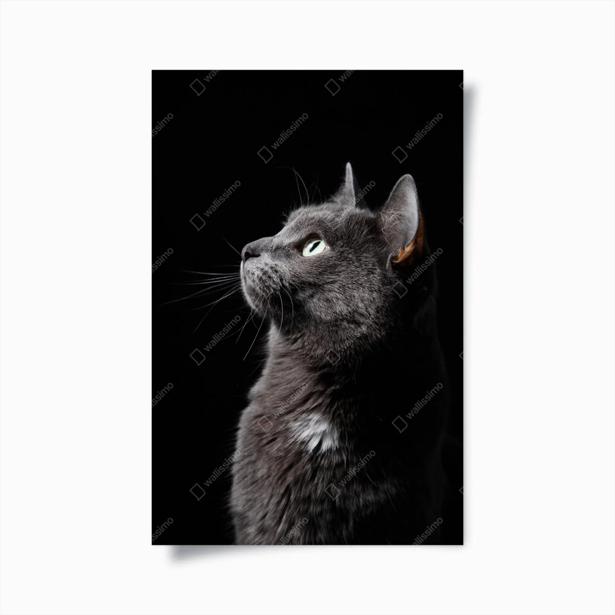 Poster elegantes porträt einer grauen katze – Wallnifity® Poster elegantes porträt einer grauen katze – Wallnifity®