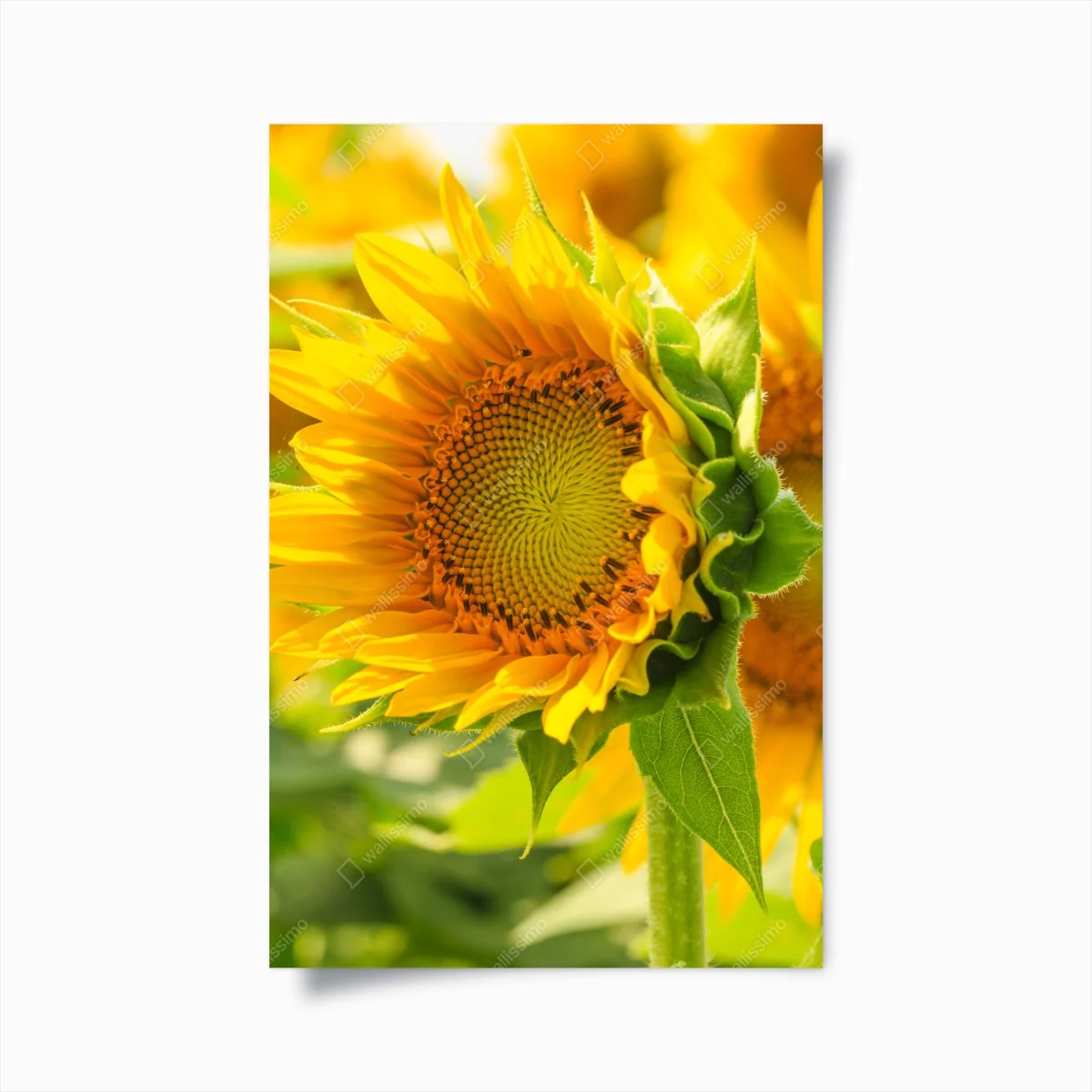 Poster sonnenblume nahaufnahme – Wallnifity® Poster sonnenblume nahaufnahme – Wallnifity®