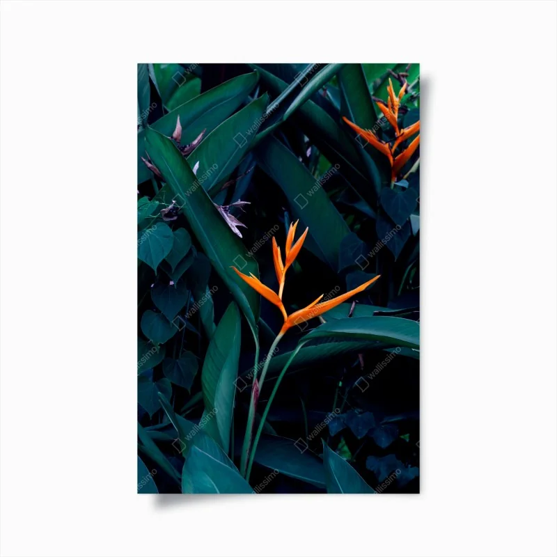 Poster frische tomaten und hausgemachte tomatensauce – Wallnifity®