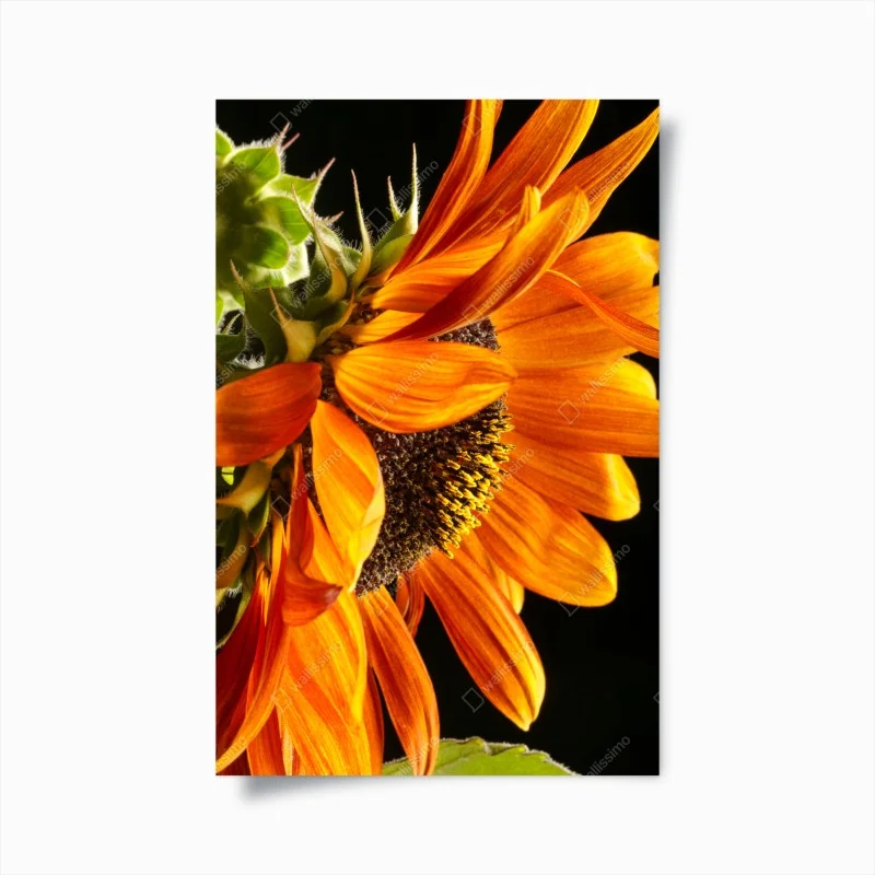 Poster leuchtende orange sonnenblume nahaufnahme