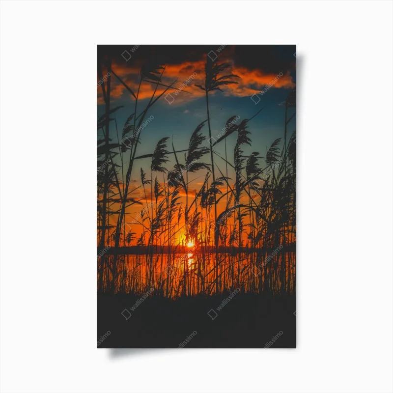 Poster zartes gelbes schleierkraut auf schwarzem hintergrund – Wallnifity®