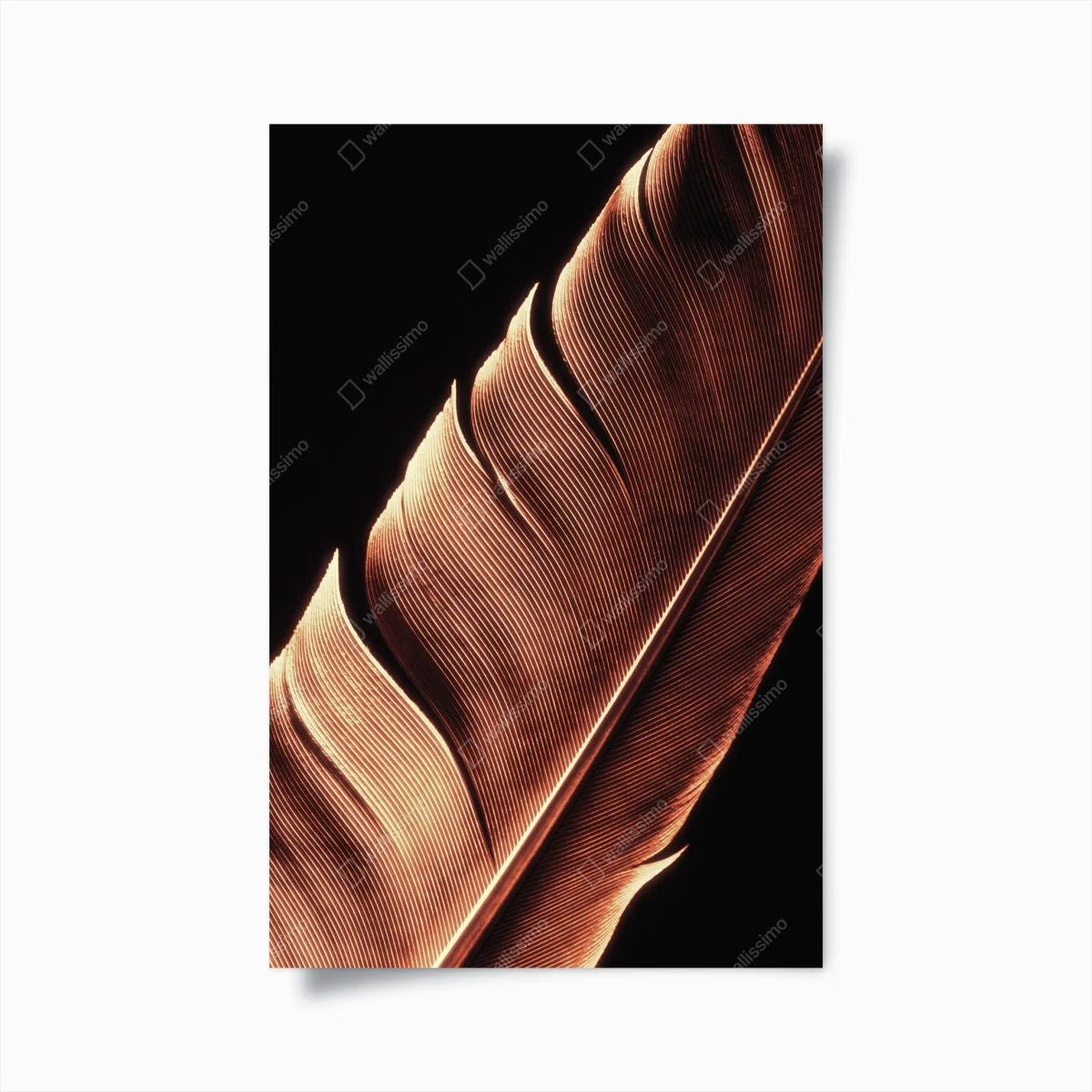 Poster goldene feder makro vor schwarzem hintergrund – Wallnifity® Poster goldene feder makro vor schwarzem hintergrund – Wallnifity®