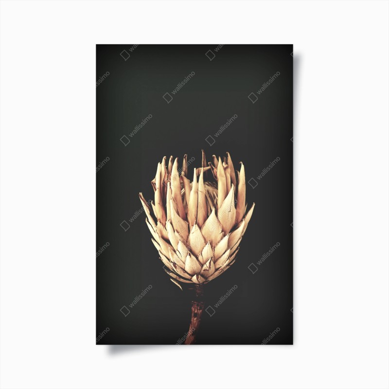 Poster getrocknete protea in sepia