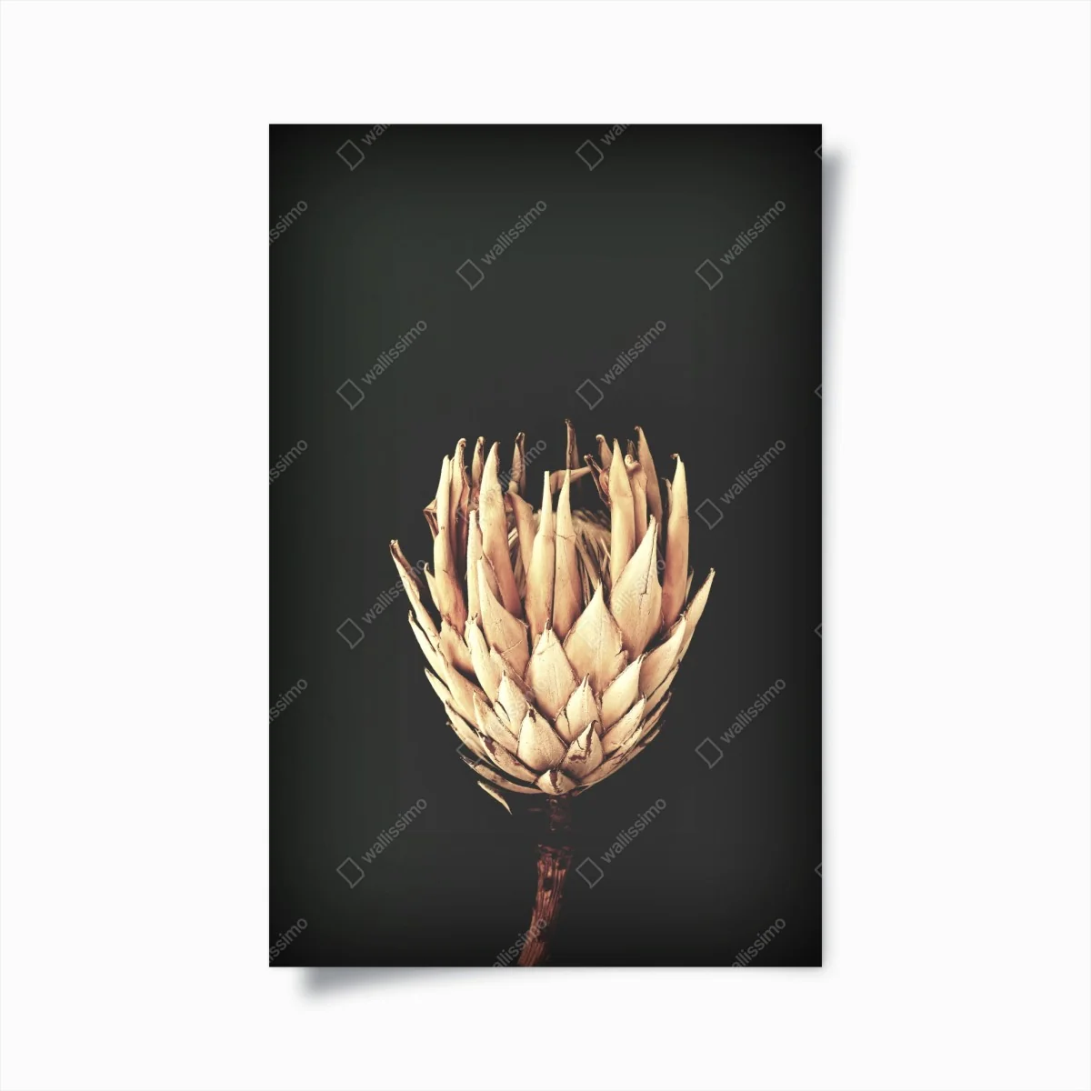 Poster getrocknete protea in sepia – Wallnifity®