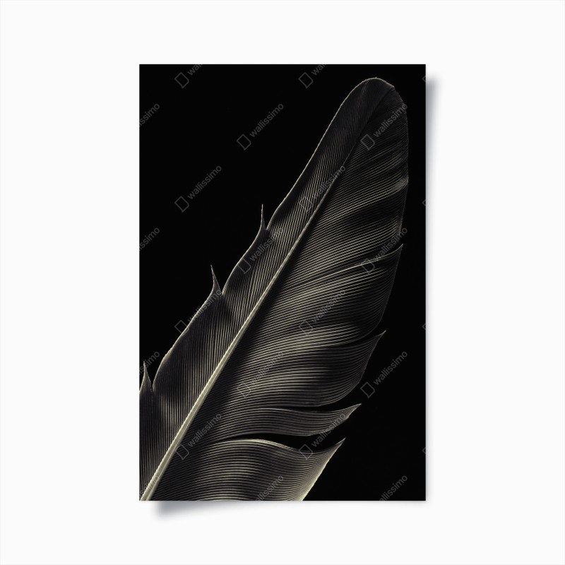 Poster zarte feder in makroaufnahme