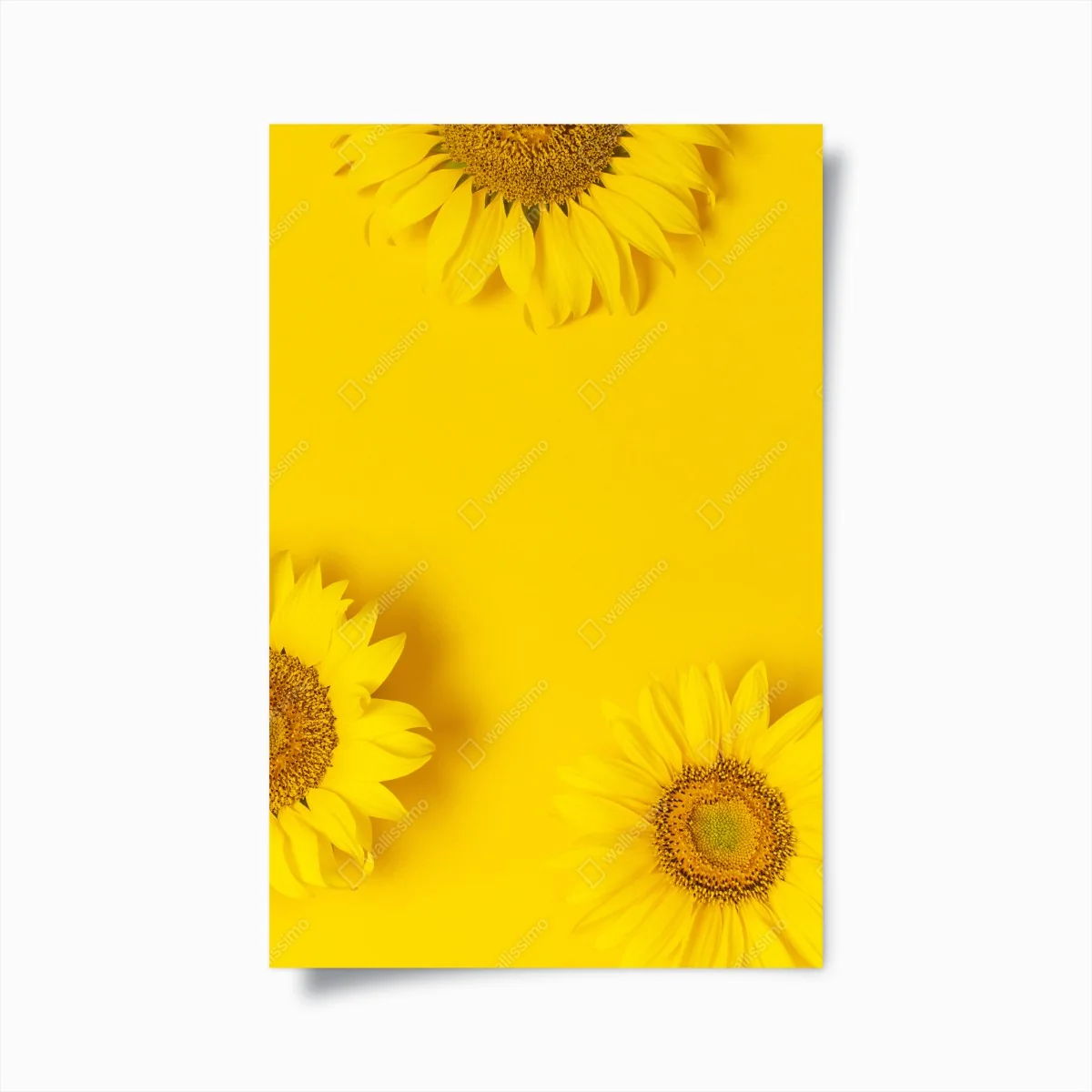 Poster drei sonnenblumen auf gelbem hintergrund – Wallnifity® Poster drei sonnenblumen auf gelbem hintergrund – Wallnifity®