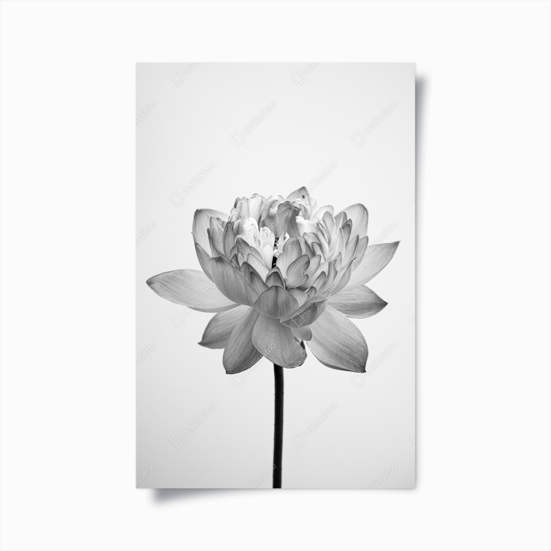 Poster ruhevoller lotus in graustufen – Wallnifity® Poster ruhevoller lotus in graustufen – Wallnifity®
