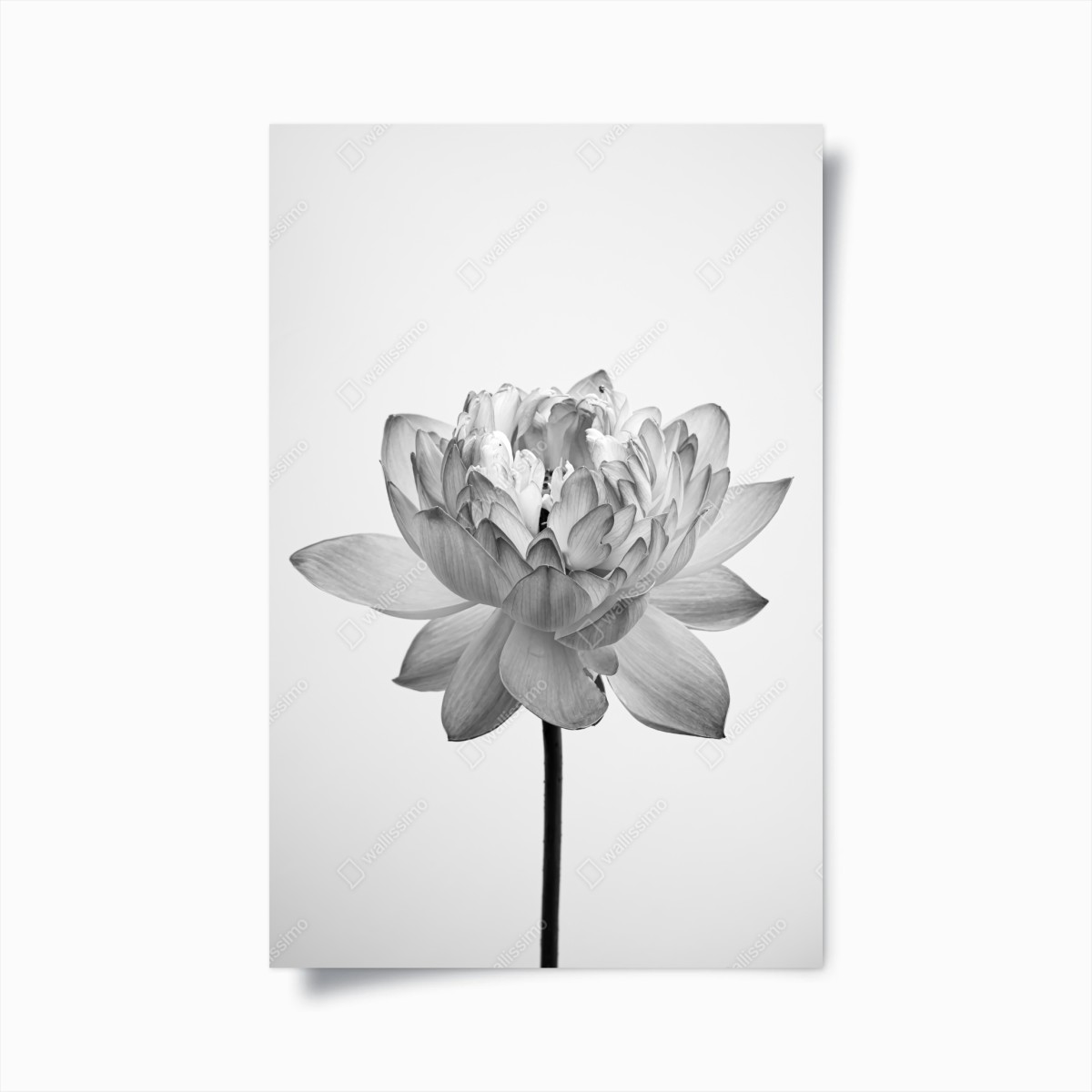 Poster ruhevoller lotus in graustufen – Wallnifity®