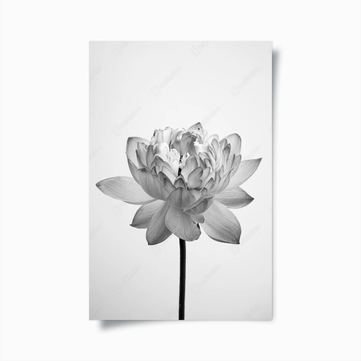 Poster ruhevoller lotus in graustufen – Wallnifity® Poster ruhevoller lotus in graustufen – Wallnifity®