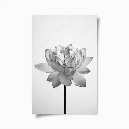 Poster ruhevoller lotus in graustufen – Wallnifity®