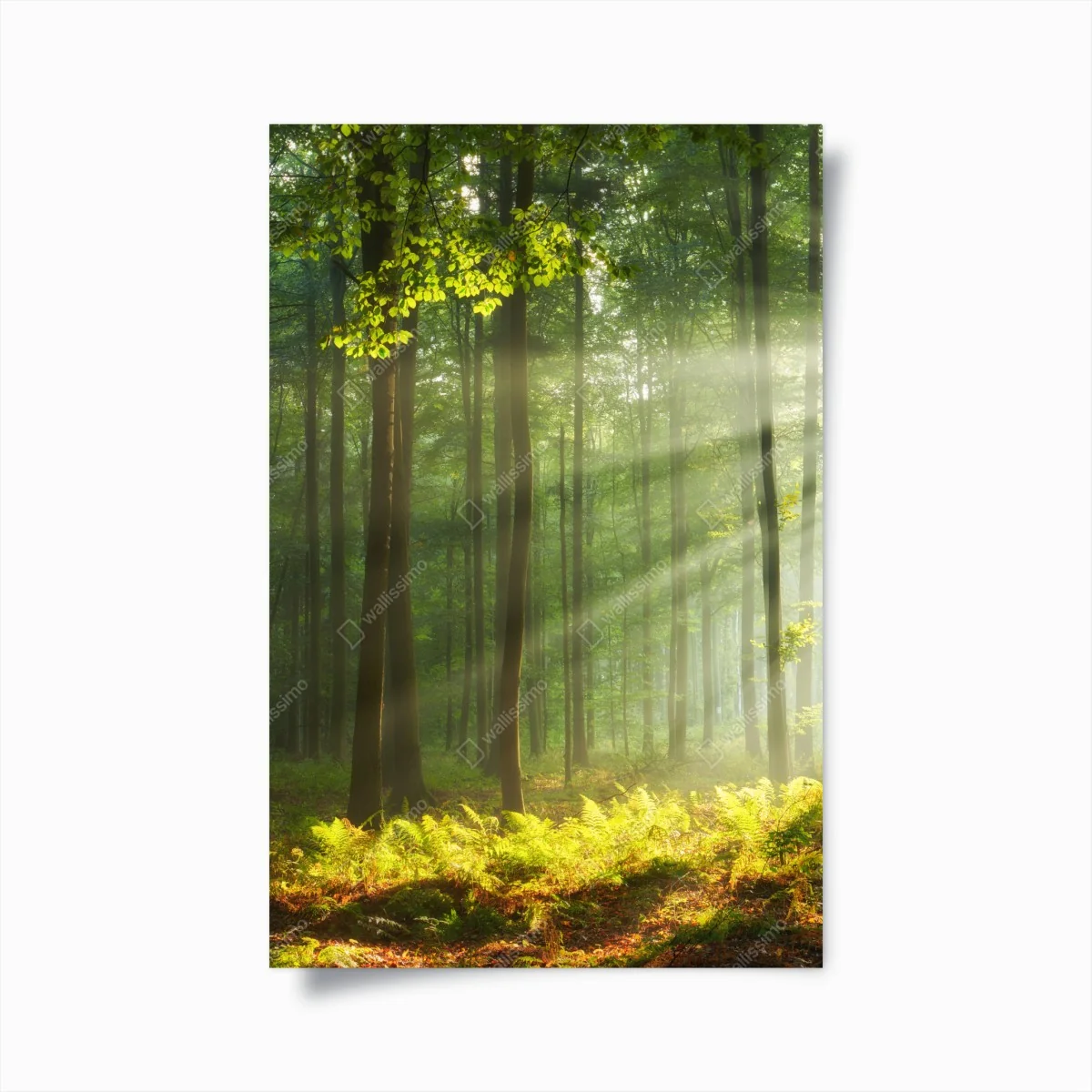 Poster sonniger morgenwald – Wallnifity® Poster sonniger morgenwald – Wallnifity®