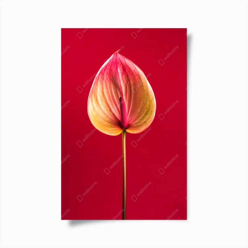 Poster elegantes anthurium vor rotem hintergrund – Wallnifity® Poster elegantes anthurium vor rotem hintergrund – Wallnifity®
