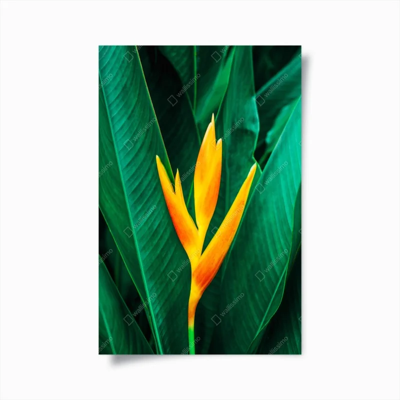 Poster leuchtende tropische heliconia vor satten grünen blättern