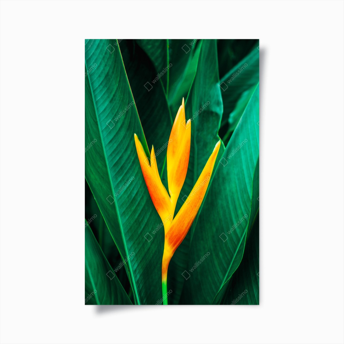 Poster leuchtende tropische heliconia vor satten grünen blättern – Wallnifity® Poster leuchtende tropische heliconia vor satten grünen blättern – Wallnifity®
