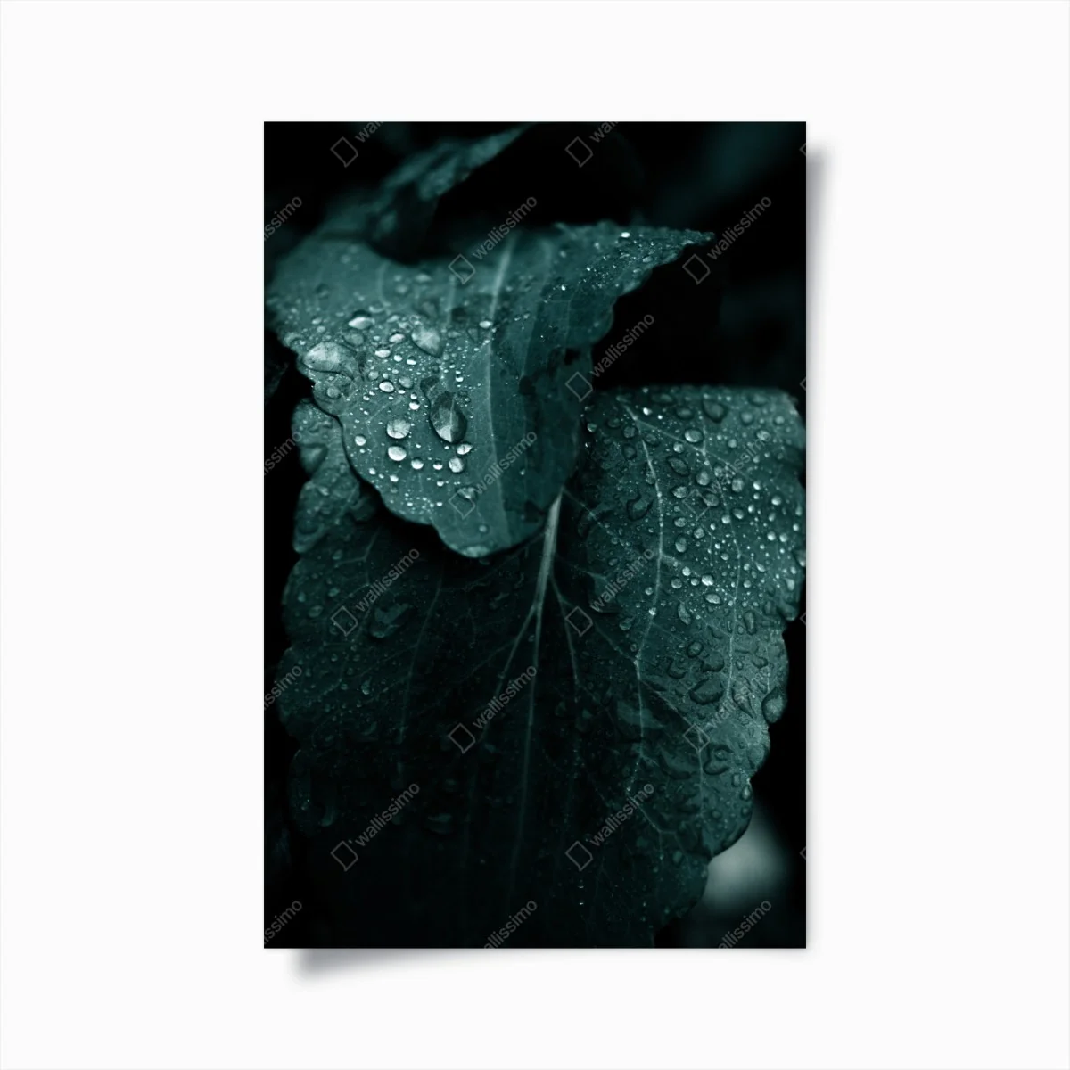 Poster tautropfen auf blättern – Wallnifity®