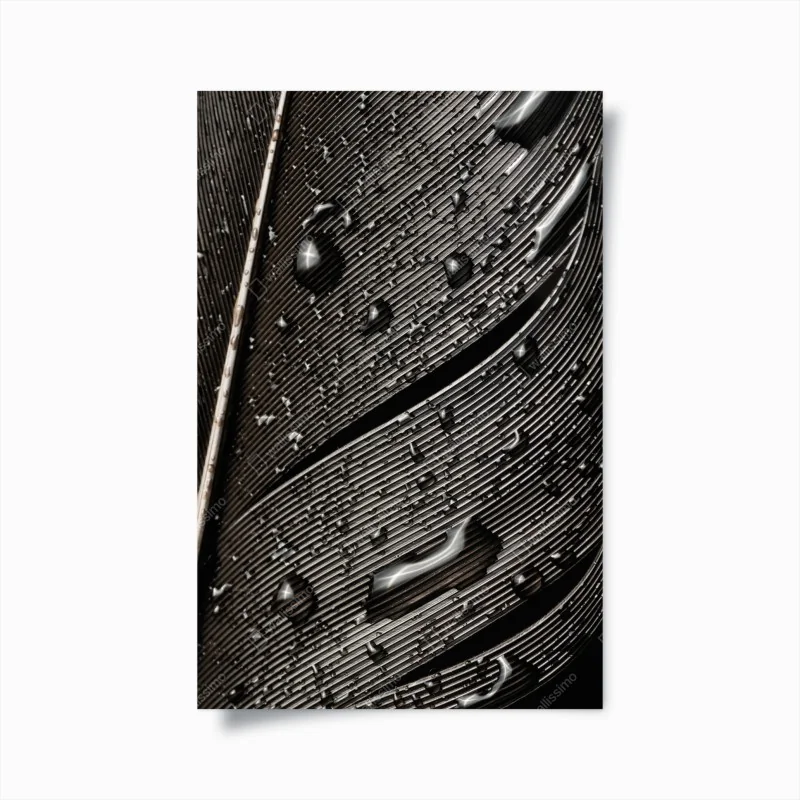 Poster monochrome feder mit wassertropfen