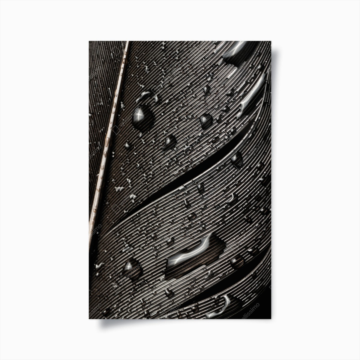 Poster monochrome feder mit wassertropfen – Wallnifity®