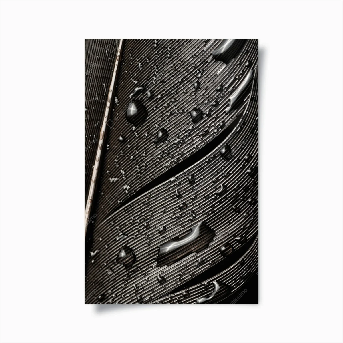 Poster monochrome feder mit wassertropfen – Wallnifity® Poster monochrome feder mit wassertropfen – Wallnifity®