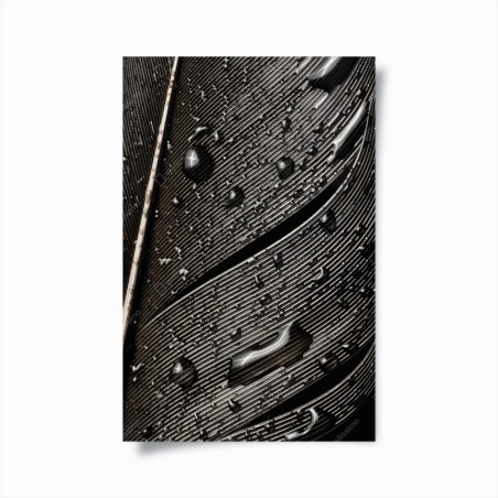 Poster monochrome feder mit wassertropfen – Wallnifity®