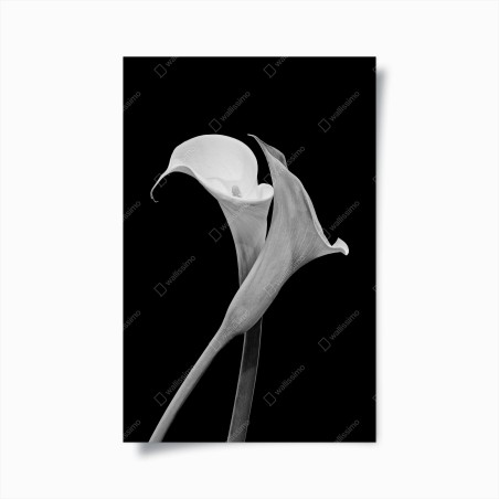 Poster elegante callas in monochrom – Wallnifity®