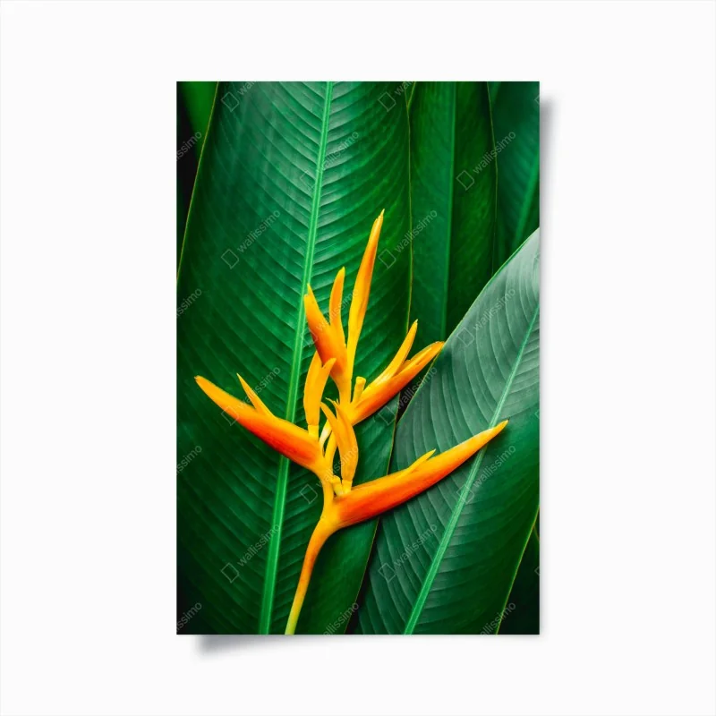 Poster leuchtende heliconia vor grünen blättern