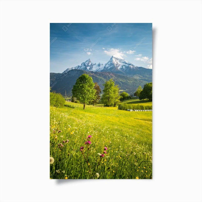 Poster alpine frühlingswiese unter schneebedeckten gipfeln