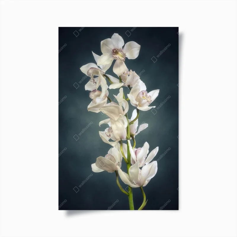 Poster elegantes anthurium vor rotem hintergrund – Wallnifity®
